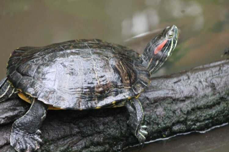 Красноухая пресноводная черепаха в природе и в домашних условиях