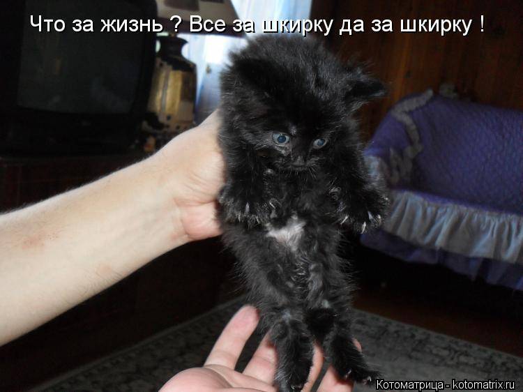 Фелинологи объяснили, можно ли брать кошку за шкирку » вести-ua.net |