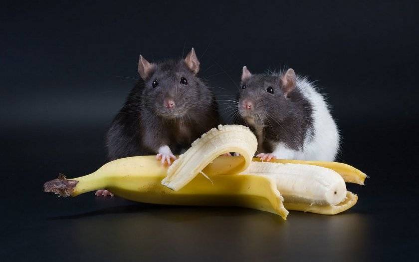Можно ли домашней крысе давать банан?