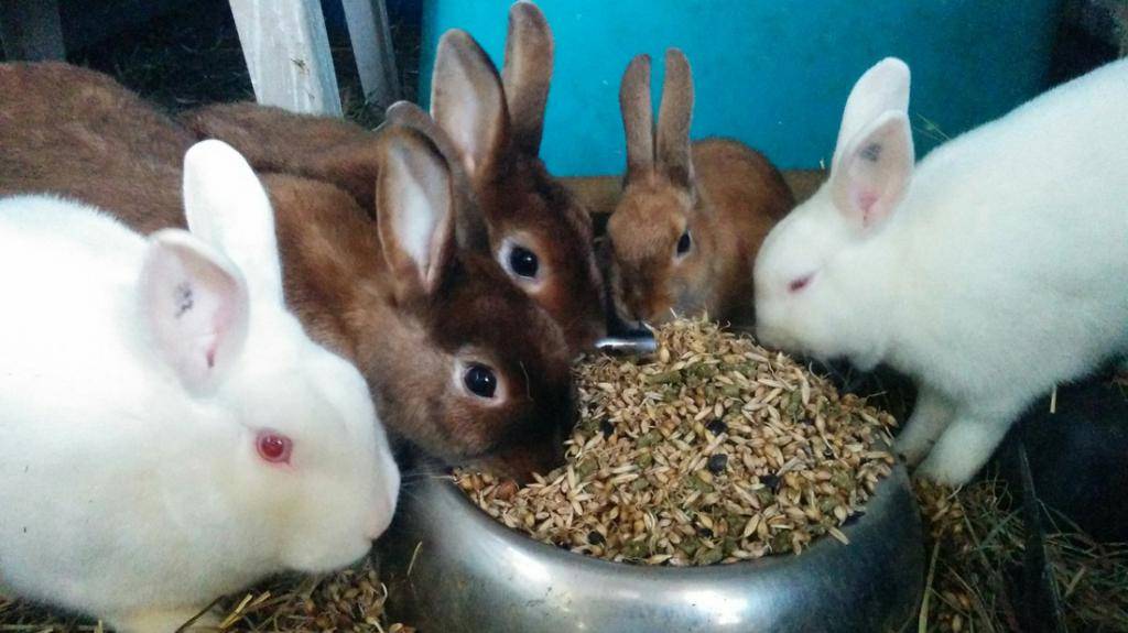 Можно ли кормить кроликов ячменем