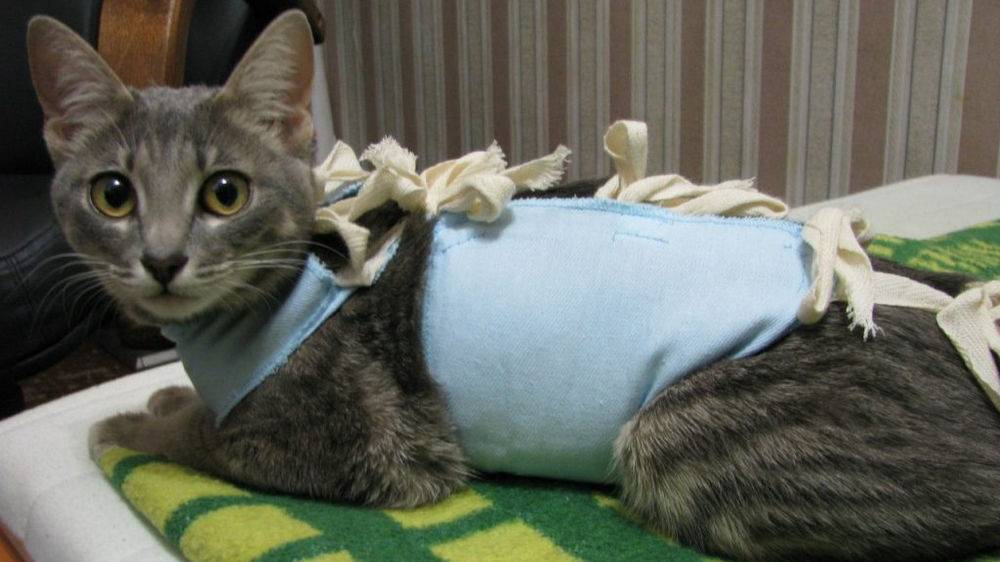 Послеоперационный период у кошки после стерилизации