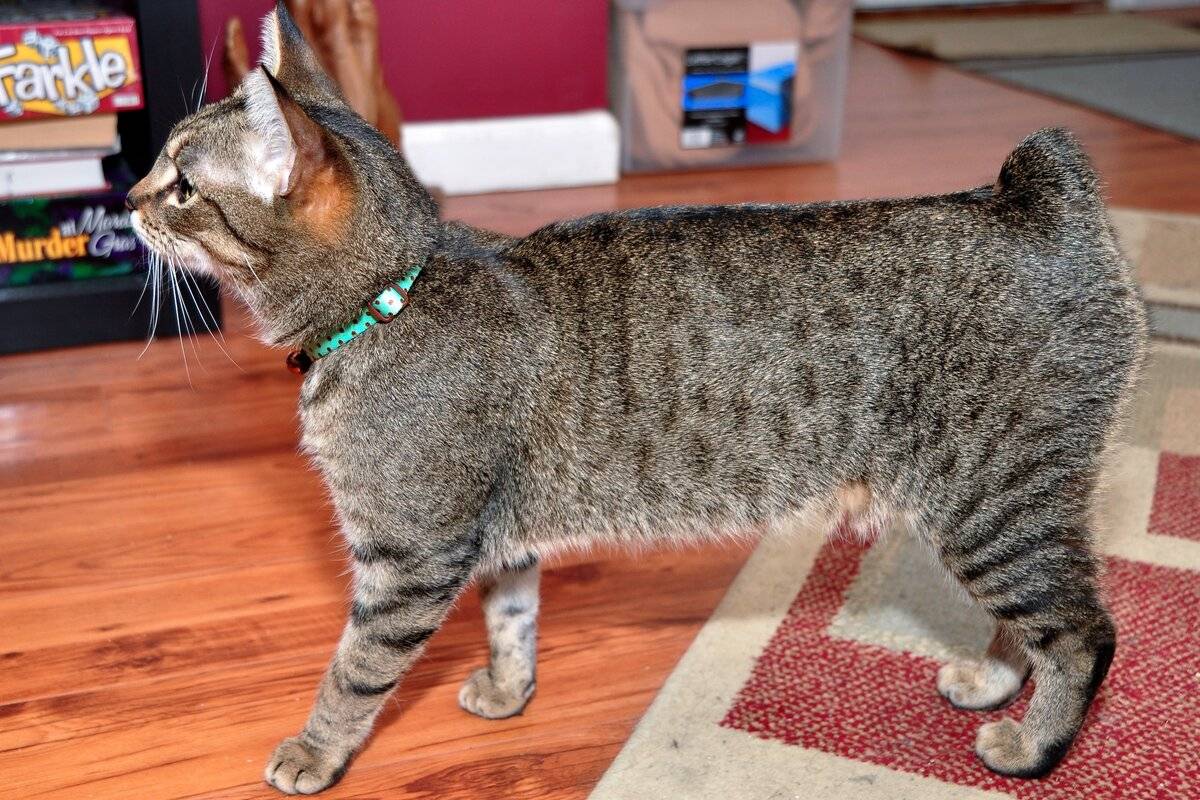 Американский рингтейл или кольцехвостая кошка: фото, описание породы, характер, правила ухода и содержания | for-pet