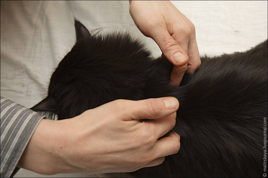 Как сделать массаж коту?