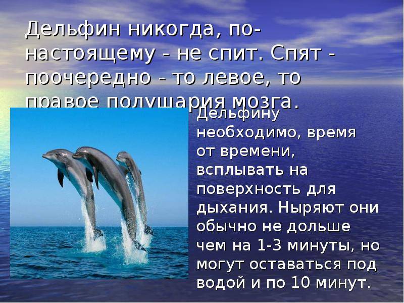 Английский про дельфинов. Рассказ о дельфинах. Доклад про дельфинов. Доклад о дельфине. Презентация на тему дельфины.