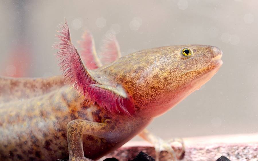 Размножение аксолотля: можно ли держать одну личинку в аквариуме?