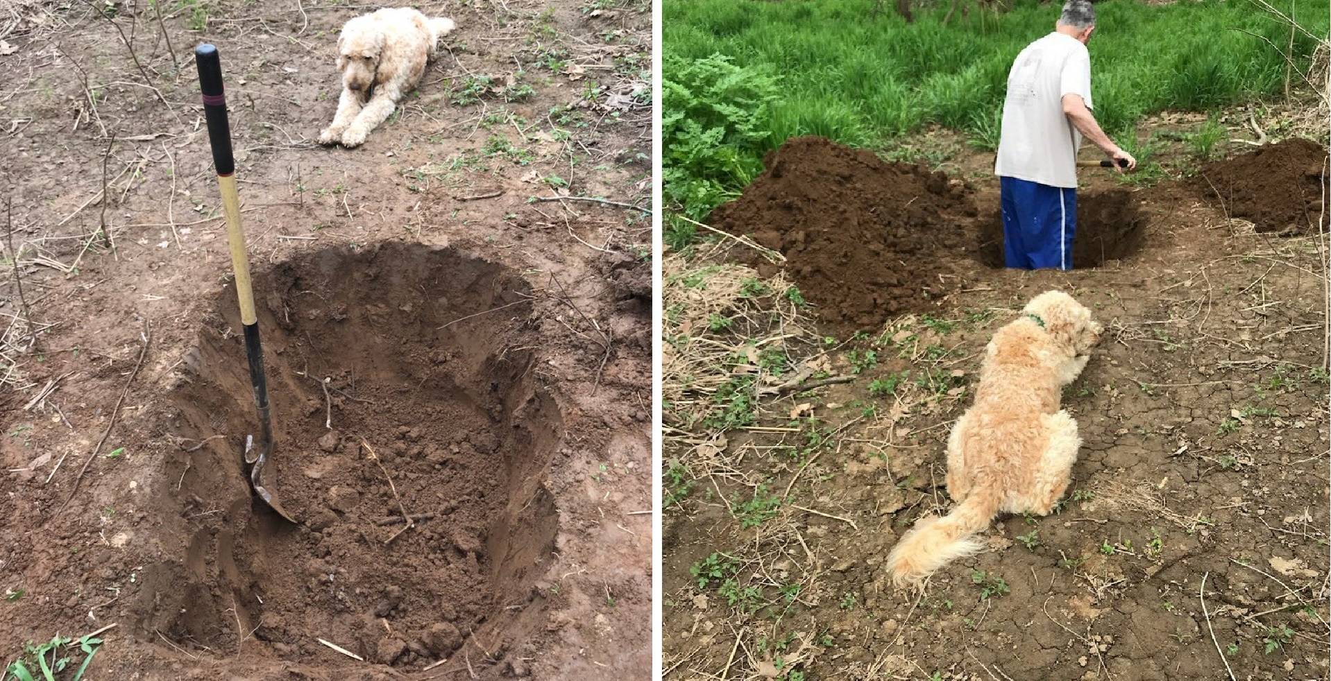 Почему собаки закапывают. Собака копает. Копка могилы для собаки. Копает яму. Собака копает яму.