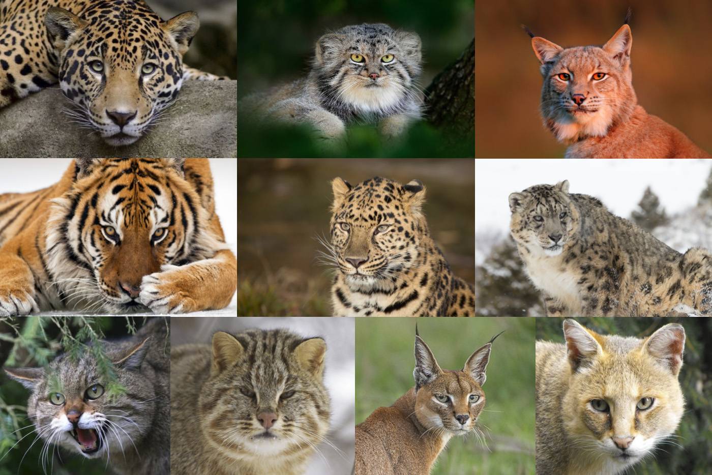 Представители хищных. Ягуар леопард гепард отличия. Кошачье семейство. Дикие кошки. Хищные представители семейства кошачьих.