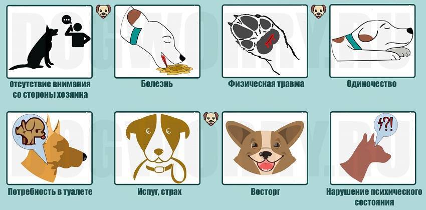 Собака боится громких звуков (выстрелов, салюта, грома и грозы) - что делать и как отучить - dogtricks.ru