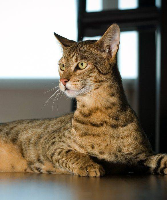Ашера - самая дорогая и самая большая домашняя кошка