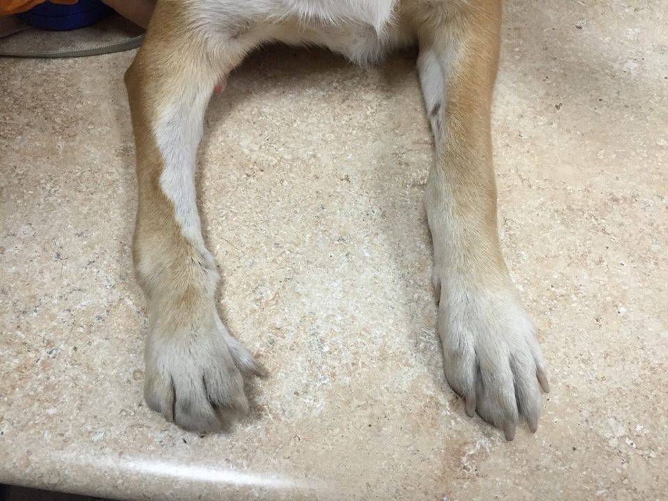 Перелом лапы у собаки: симптомы, признаки, первая помощь и лечение