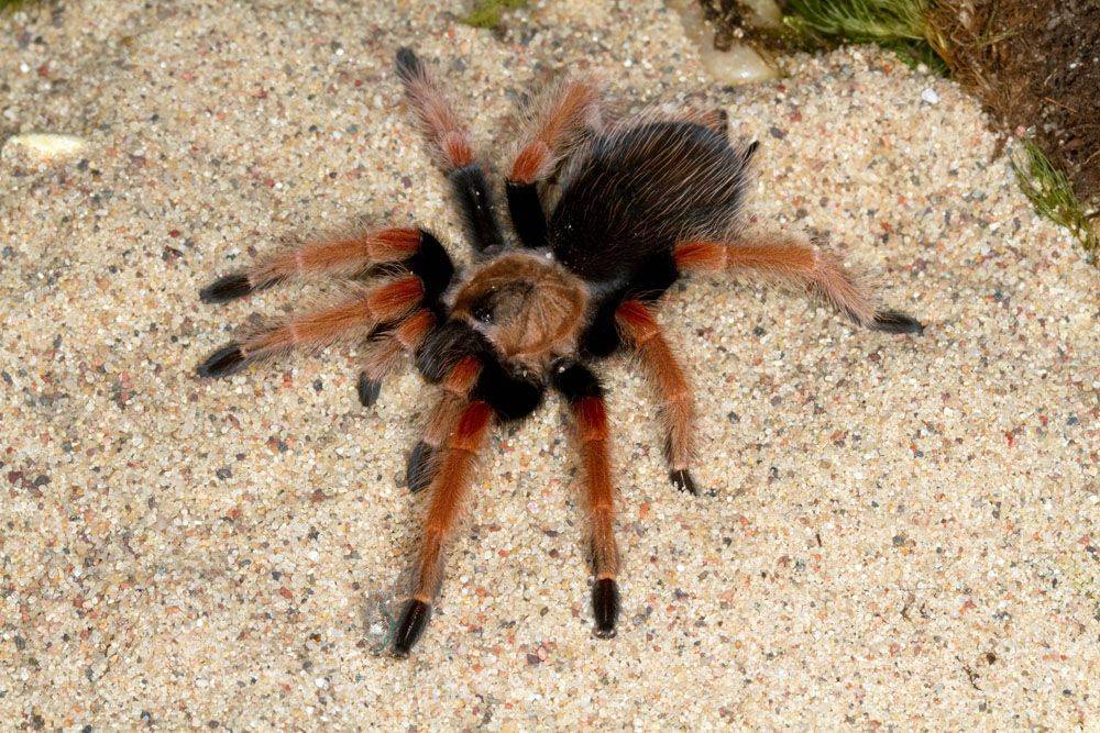 Необыкновенный паук тарантул и многообразие его видов