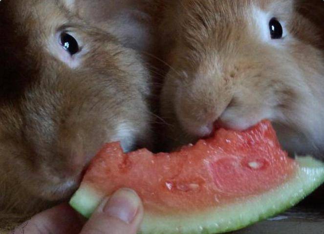Можно ли кроликам дыню: в чём польза и вред, как давать