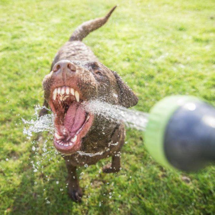 Собака пьет много воды и часто мочится: причины и лечение,