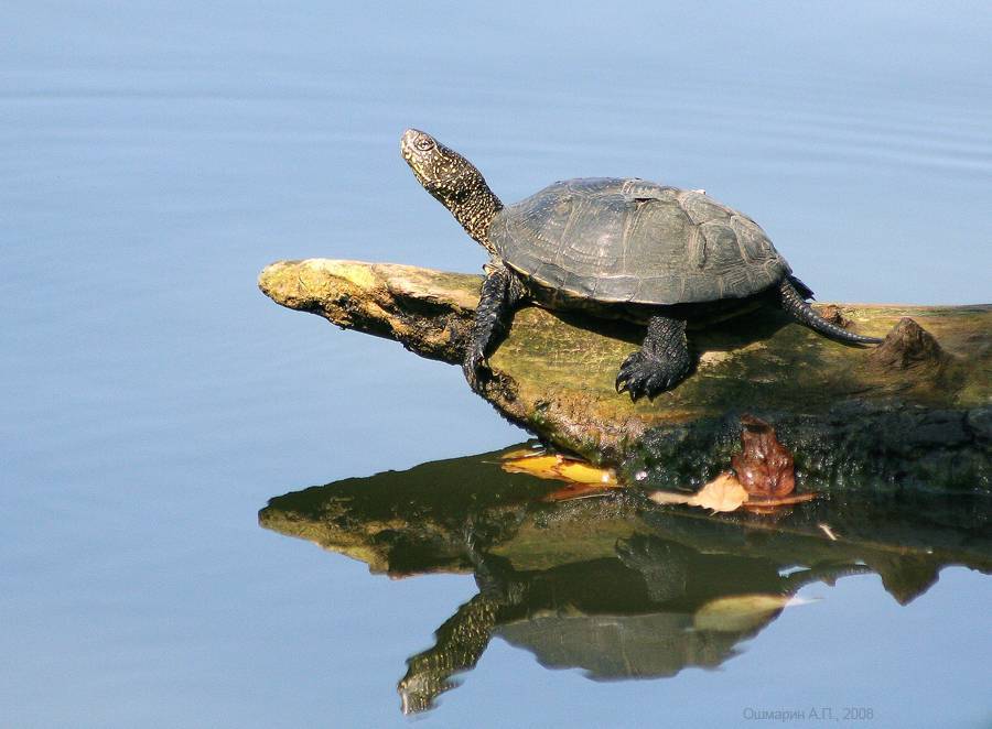 Какие бывают черепахи: водные и сухопутные разновидности, определение вида по цвету животного