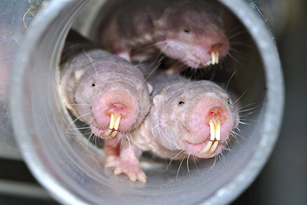 Крысы умеют смеяться? видео смеющейся крысы - kotiko.ru