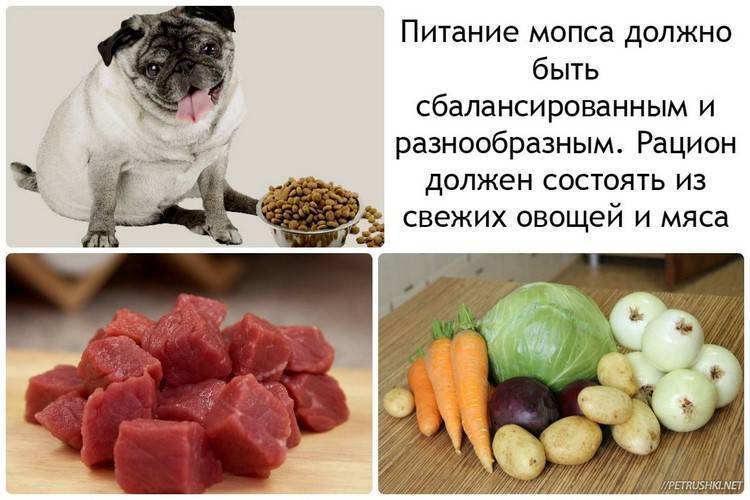 Можно ли собакам картошку, когда нельзя и почему, давать ли сырой и вареный картофель дойной и другим коровам, кормить ли коз, кур, кошек, йорков и хомяков овощем?