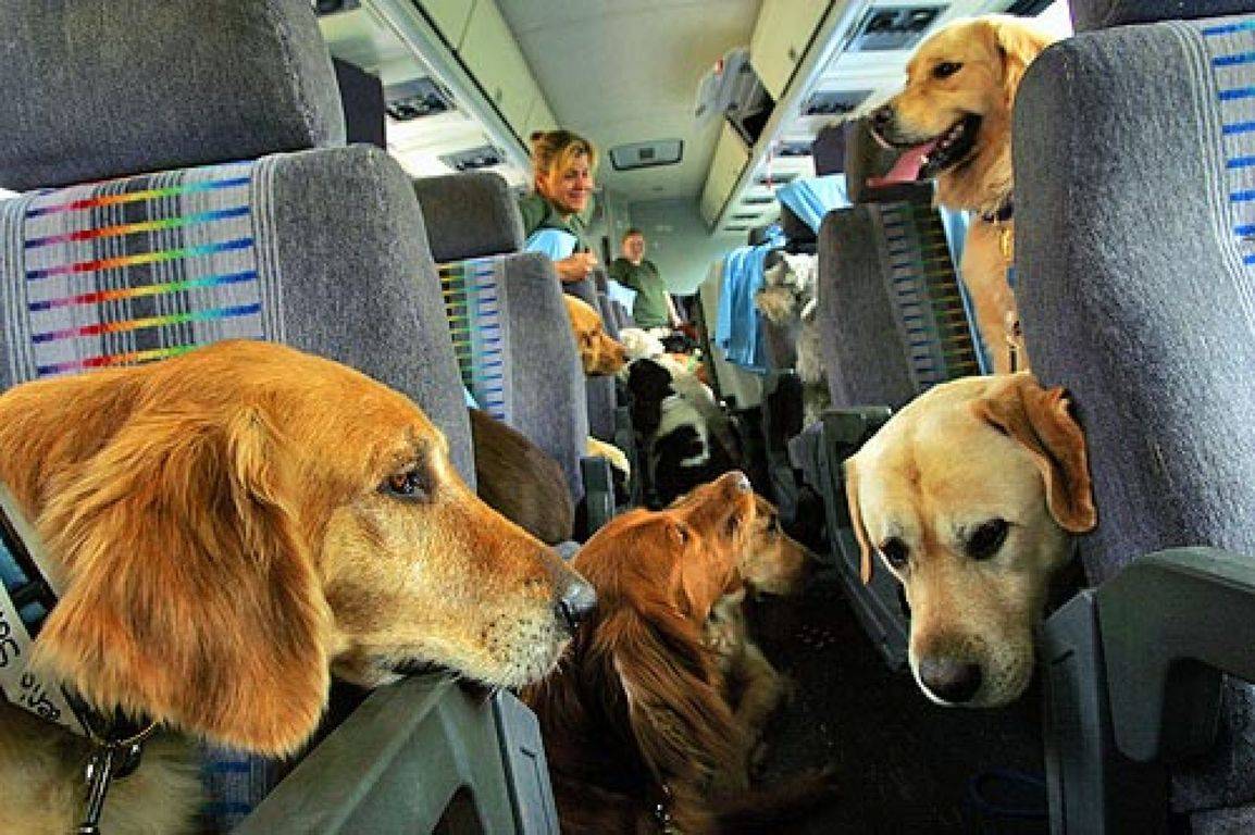 Делимся опытом перевозка собаки в самолете, это большая проблема