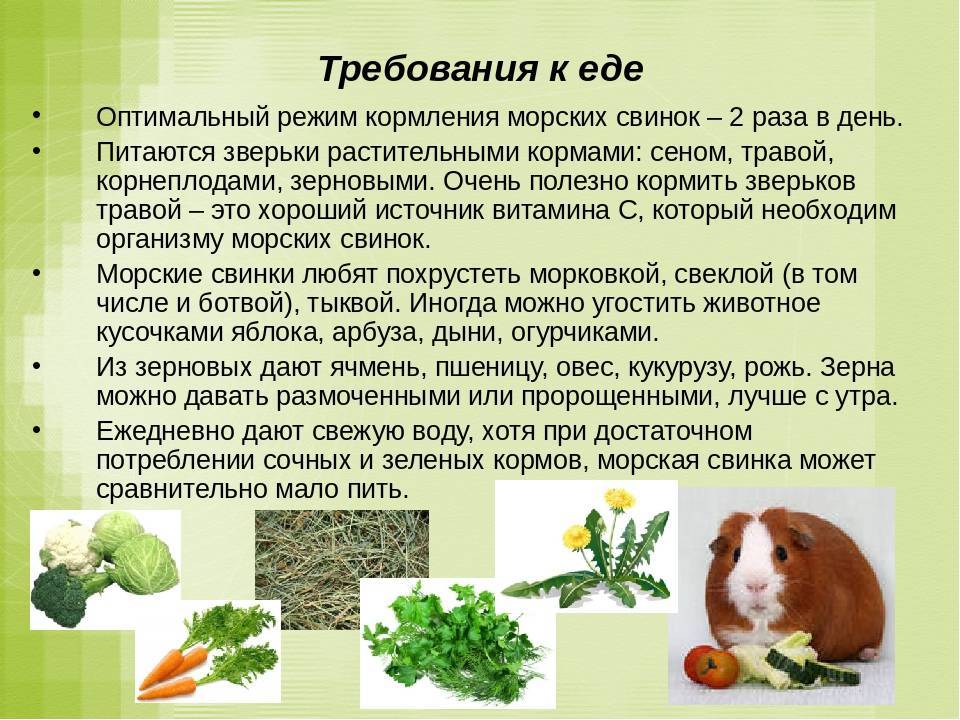 Хорьки домашние уход и особенности содержания