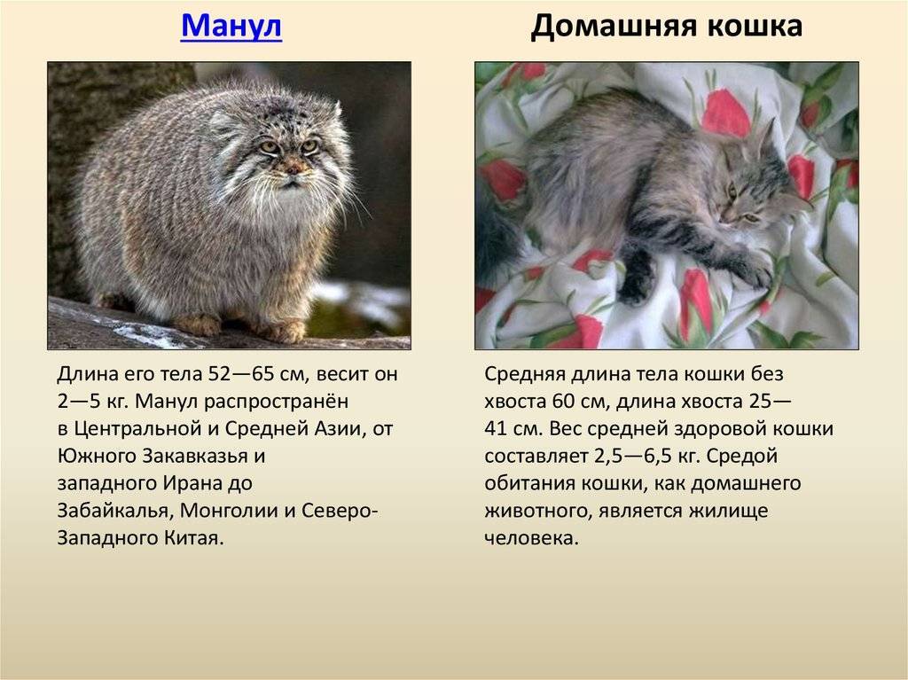 Размер домашней кошки. Манул ареал обитания. Дикий Лесной кот Манул. Популяция манулов. Кот Манул ареал обитания.