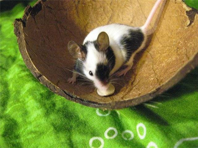 Японская карликовая мышь (бамбуковая или танцующая): её фото, уход и содержание в домашних условиях, сколько живёт, правила кормления