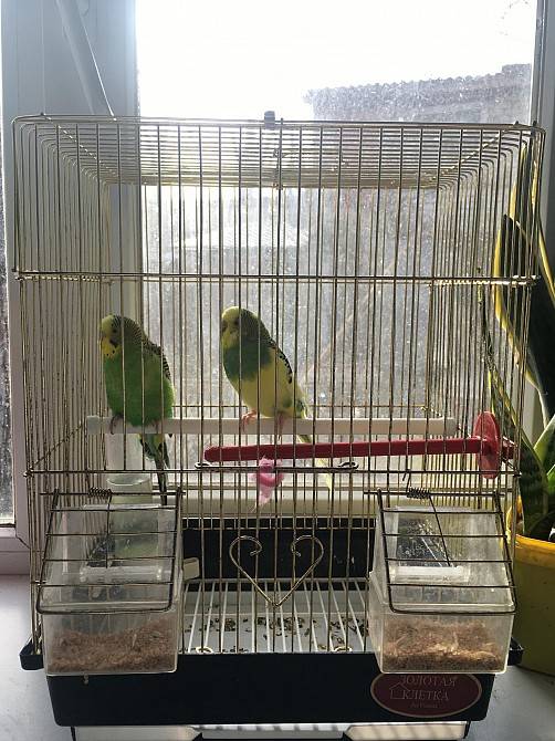 Попугай и канарейка в одной клетке: можно ли держать вместе?