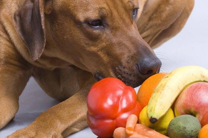 Опасные и полезные овощи для собак | dogkind.ru