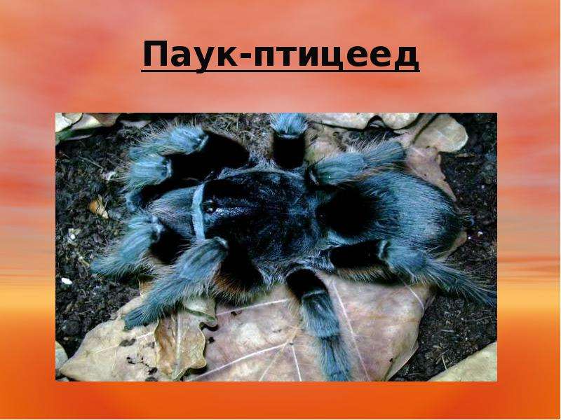 Виды пауков птицеедов: как выглядят и сколько живут?
