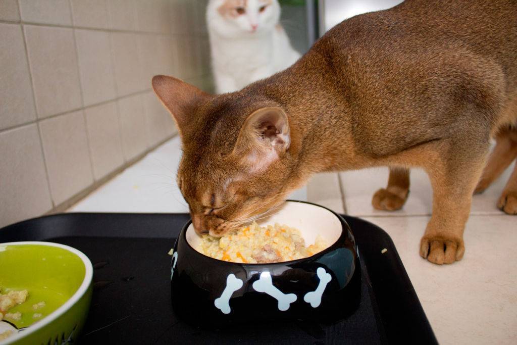 Натуральное питание кошек: нормы, рецепты, отзывы » муркотики