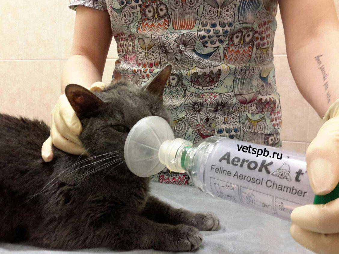 Хрипы у кошки при дыхании - причины и лечение | домашние животные