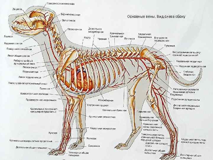 Скелет собак: подробная анатомия, описание костей