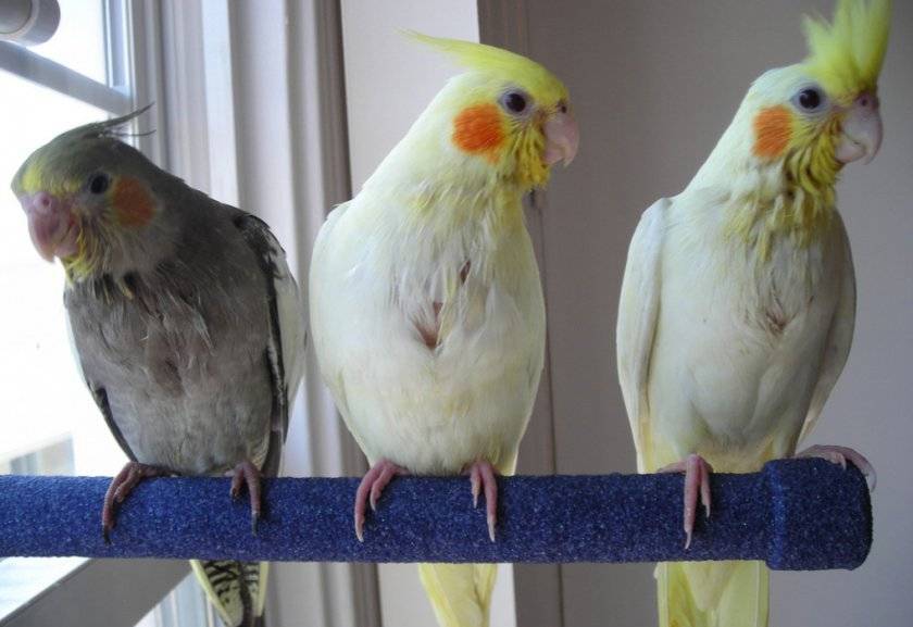 Как отличить самку от самца кореллы попугая фото