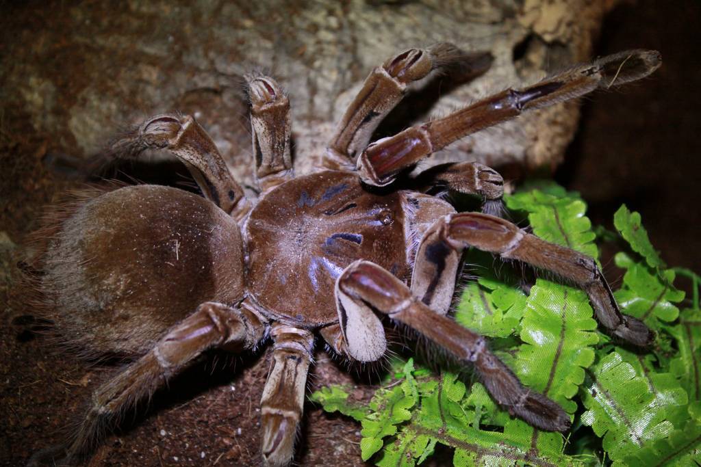 Самый крупный паук - птицеед голиаф, какого размера и опасен ли он?