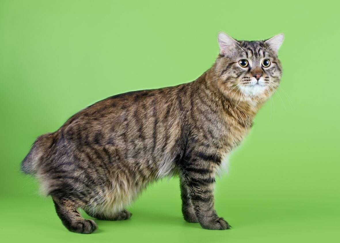 Порода кошки американский бобтейл: характеристики, фото, характер, правила ухода и содержания - petstory