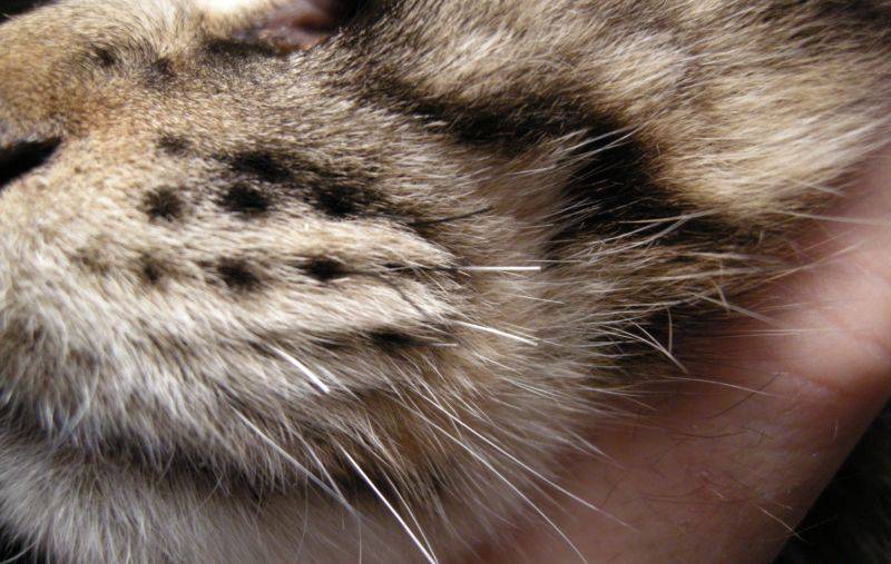 Что делать, если у кота выпадают усы?