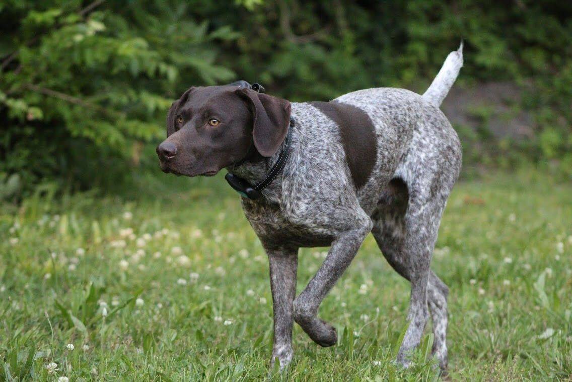 Курцхаар — фото, описание породы собак, характеристика немецкого пойнтера