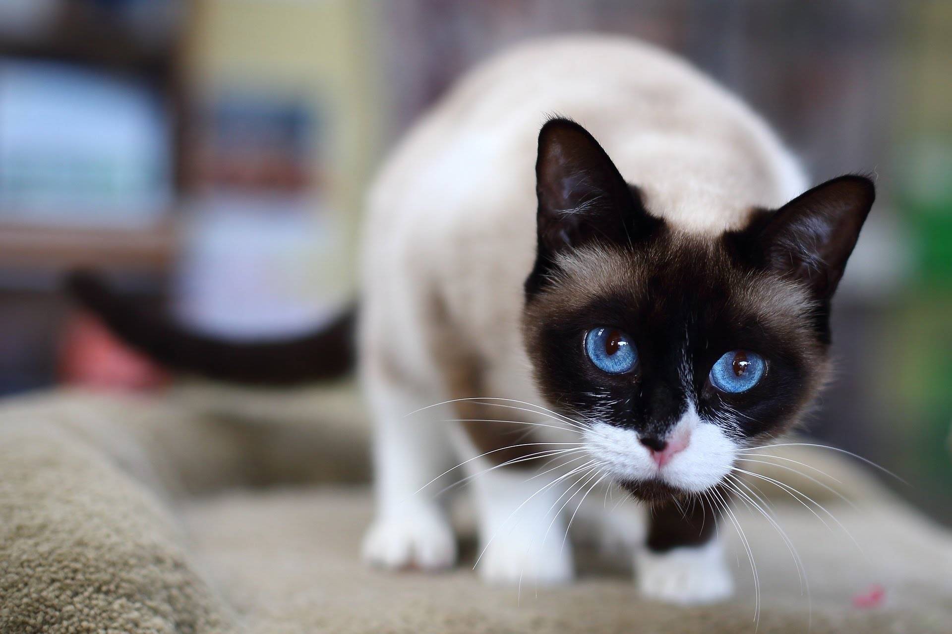 Кошки с голубыми глазами: породы