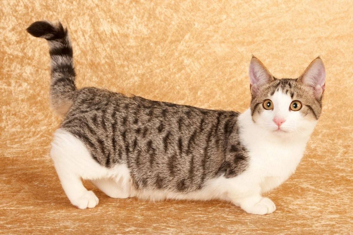 породы коротколапых кошек с фотографиями и названиями