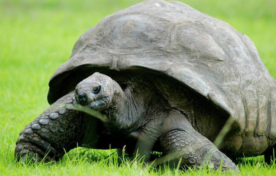 Знаменитая старая гигантская черепаха Джонатан