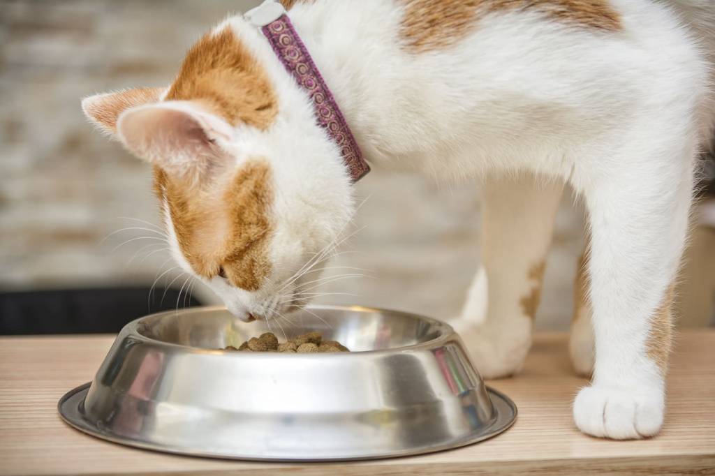 Кастрированный кот постоянно просит есть - что делать?