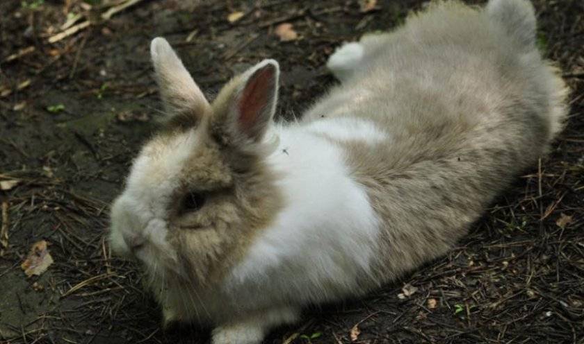 Почему у кроликов отнимаются задние лапы и что делать?