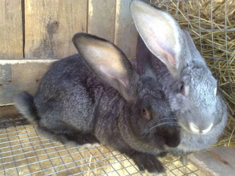 Кролики мясных пород: описание, характеристика, фото