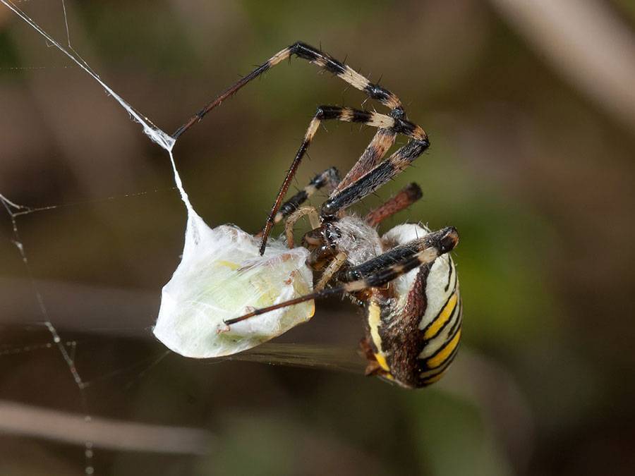 Как охотятся пауки: особенности ловли добычи, манера плетения паутины и перечень самых хитрых охотников