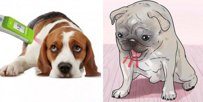 Вольерный (питомниковый) кашель у собак: симптомы и лечение в домашних условиях, чем лечить инфекционный ларинготрахеит и питомничий грипп, препараты