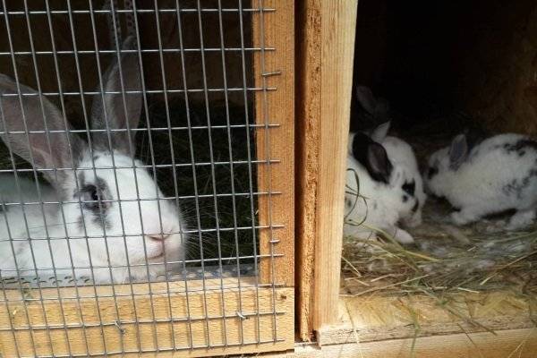 Когда отсаживать крольчат от крольчихи: в каком возрасте и правила отлучения