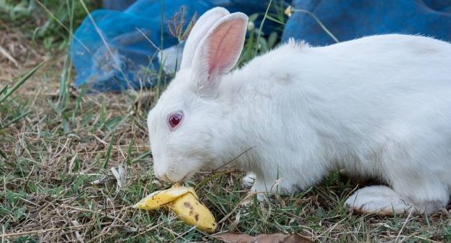 Можно ли кроликам бананы и банановую кожуру