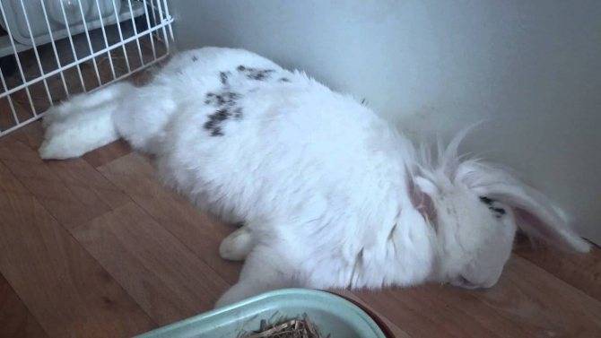 Спящий кролик (17 фото): сколько часов в сутки спят декоративные кролики? почему кролик спит днем с открытыми глазами? как должен спать кролик: сидя, на боку или на спине?