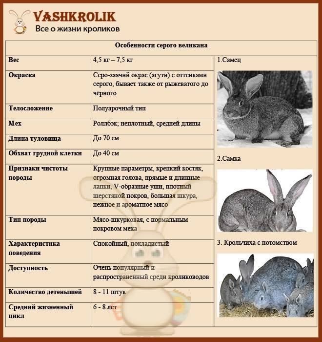 Кролик серый великан (31 фото): описание породы, содержание в домашних условиях и кормление, особенности разведения