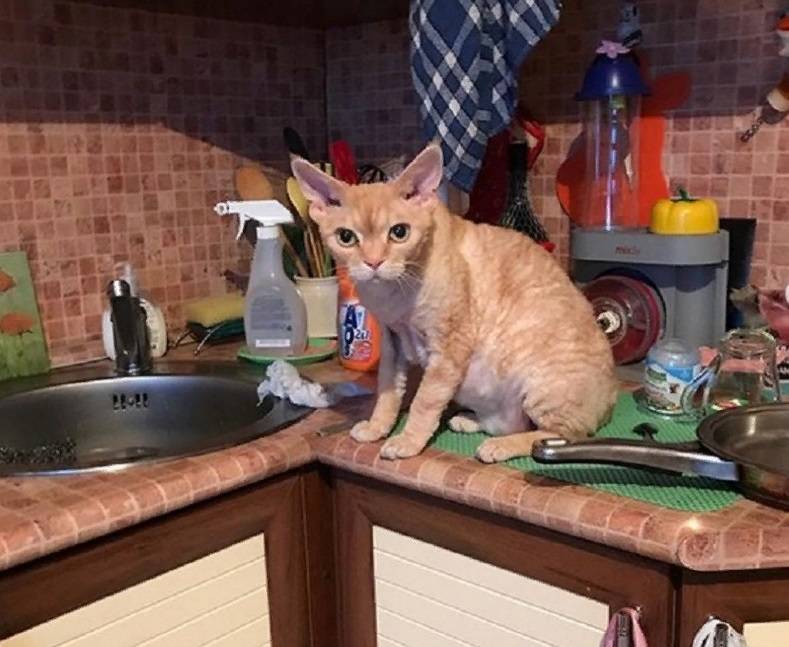 Как отучить кота лазить по столам и воровать еду