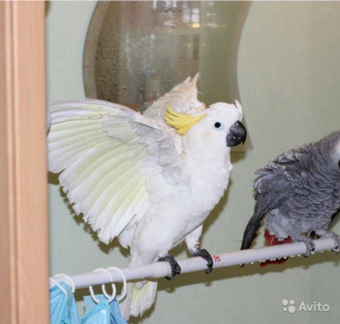 Виды попугаев для домашнего содержания