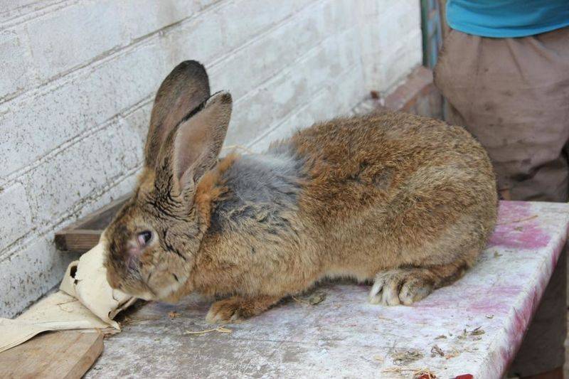Кролики породы ризен — описание и разведение (фото и видео)